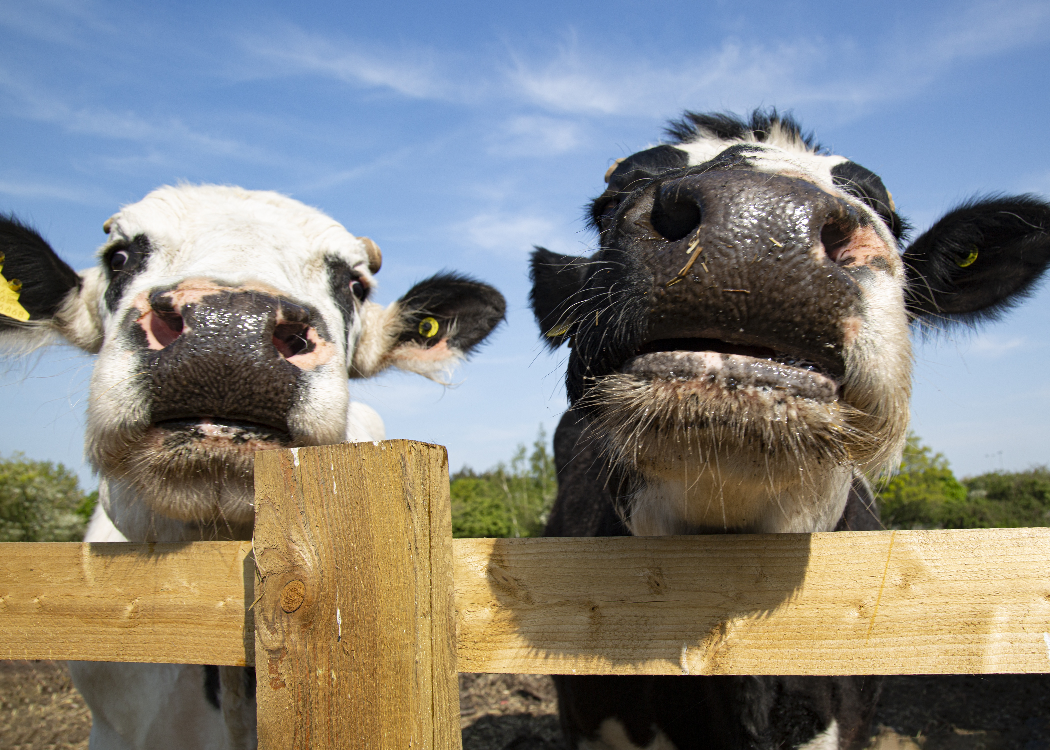 Hopefield Animal Sanctuary cows, Devon and Jude
